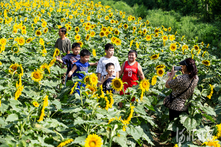 邯鄲市復興區：油葵花海正燦爛