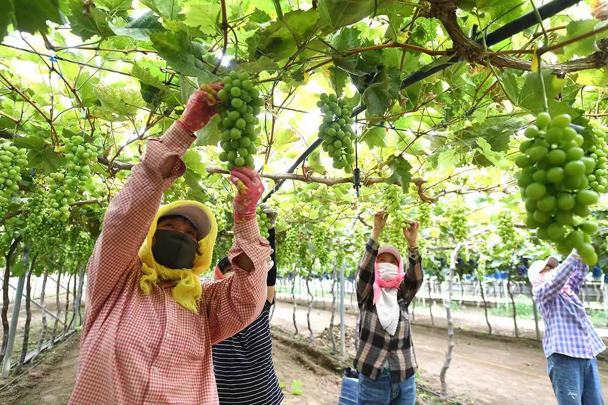 張家口懷來：線上線下齊發力 果農增收樂開懷