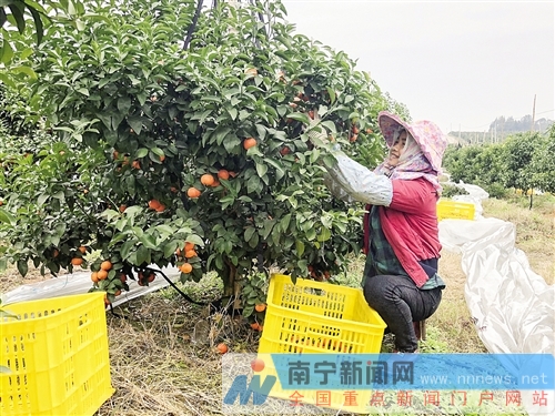 【八桂大地-南宁】贫困户变身“果园工”收入有了保障