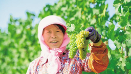 葡萄熟了！寧夏賀蘭山東麓2022年榨季開啟