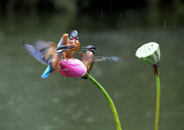 瀋陽：秋雨寒 翠鳥歡