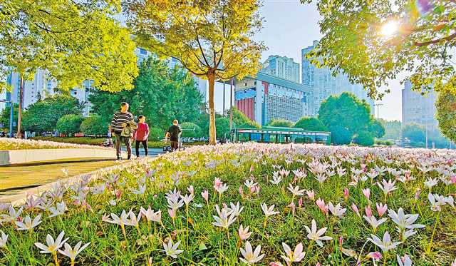 重庆大足：绿树鲜花扮靓城市