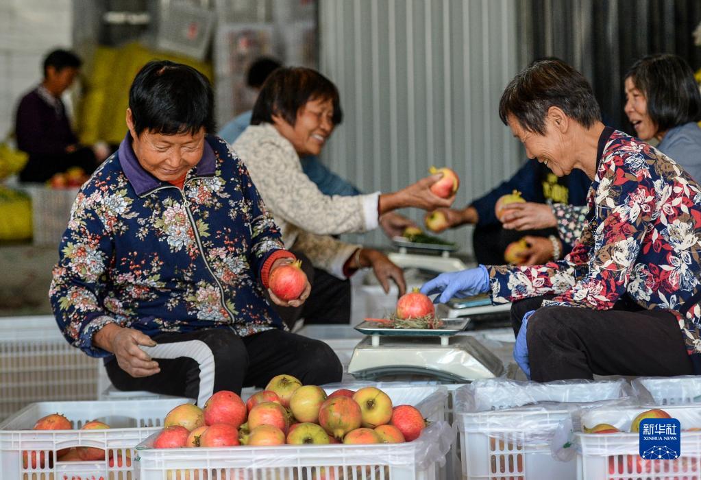 陜西潼關石榴豐收