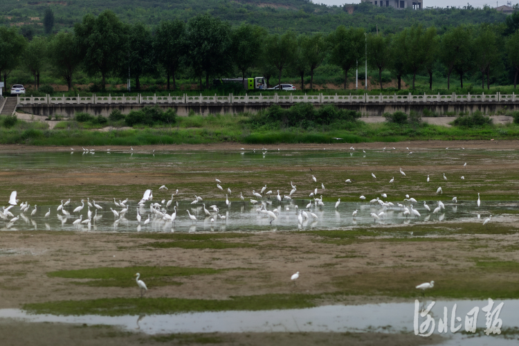 河北邢臺：湖光鷺影映清波