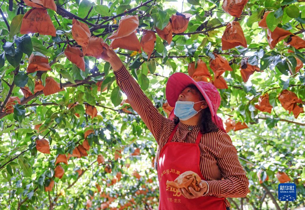 全国各地秋收忙_fororder_5