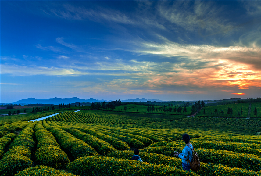 【沿着长江游湖北】万里茶道 从湖北开始_fororder_17茶园暮色刘辉13807245115
