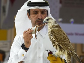 卡塔尔举办第六届国际狩猎和猎鹰展
