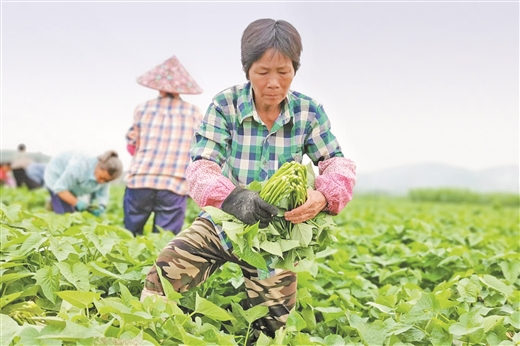 广西成功选育首个叶菜型红薯品种 一片薯叶8年长成