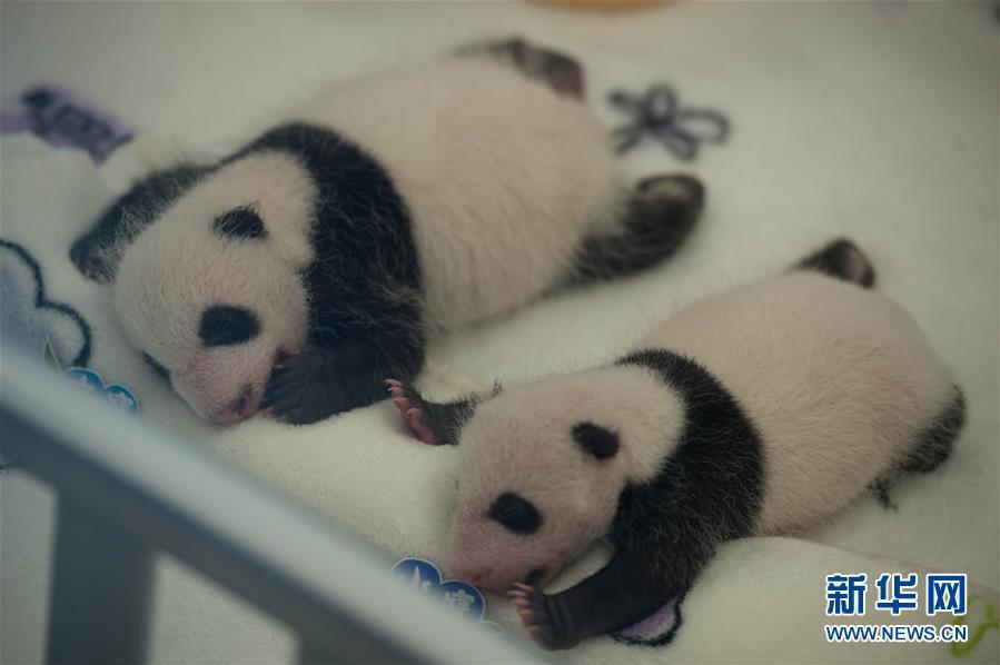 澳門雙胞胎大熊貓寶寶健康滿月