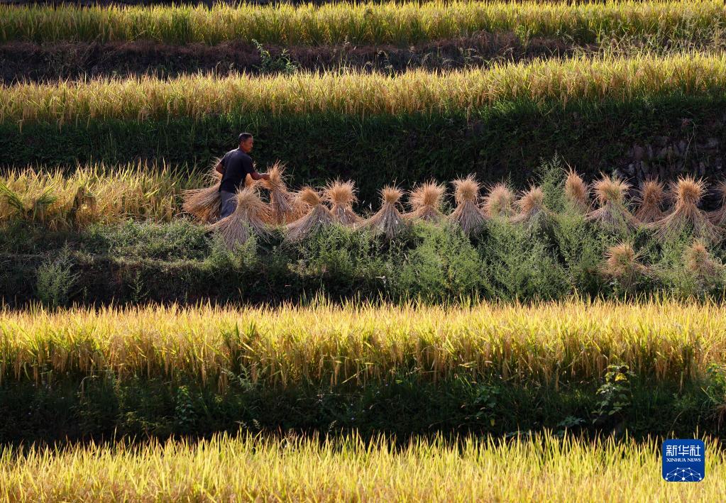 全国各地秋收忙_fororder_3