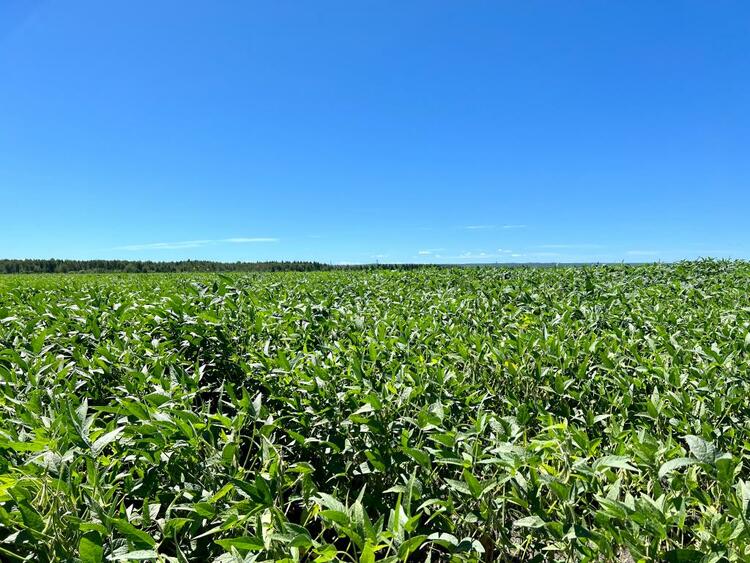 增面积、育良种、延链条——黑龙江黑河大豆产业发展调查