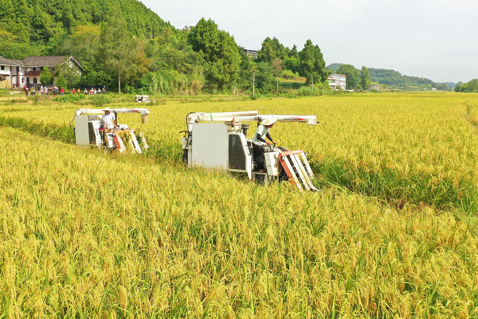 （转载）单株1.8米高！西充试种巨型稻亩产达650公斤