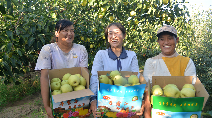 榆林市靖边县龙洲镇：“黄金梨”成熟啦 “天然矿泉水”品起来_fororder_148865957392738679