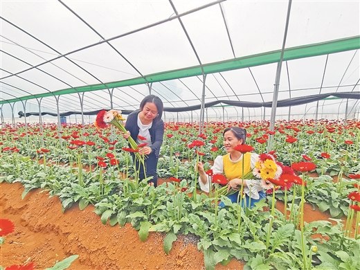 广西靖西：山乡栽芳菊 花开沁人心