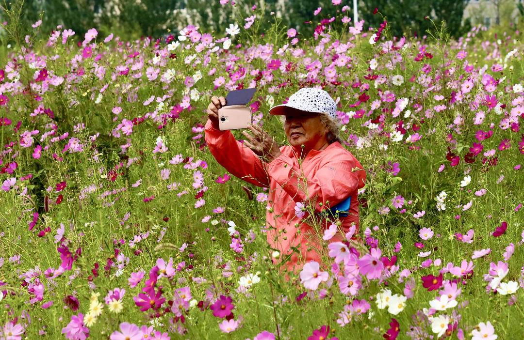 鞍山：格桑花海醉遊人