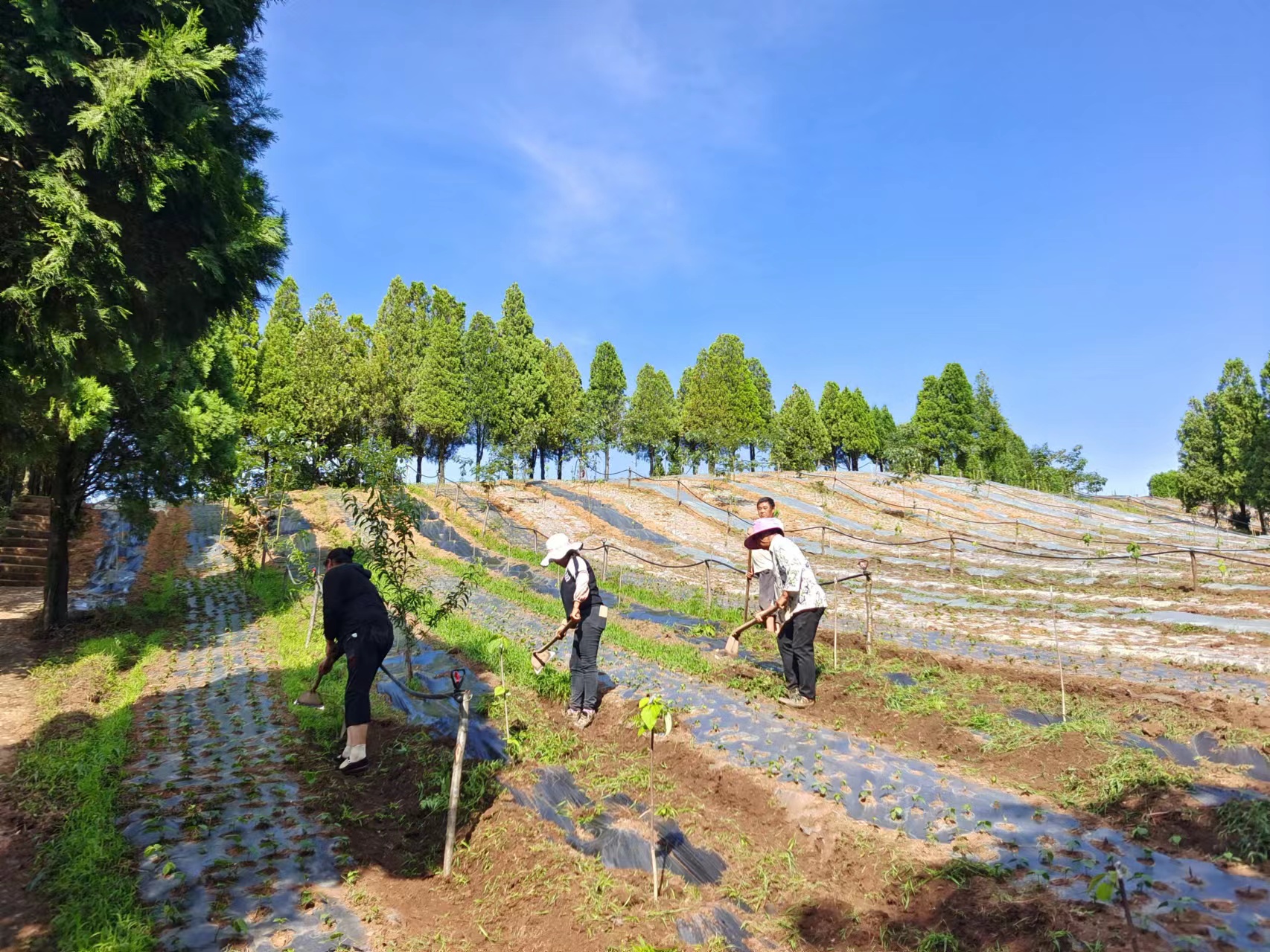 贵州水城：小小山桐子 托起致富梦