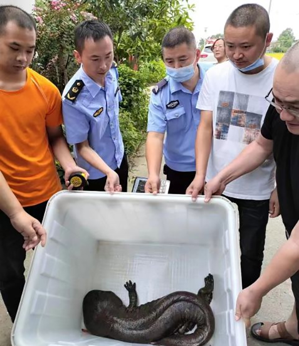 百日行動廣漢30斤重娃娃魚兩次擱淺警民攜手相繼兩次成功救助