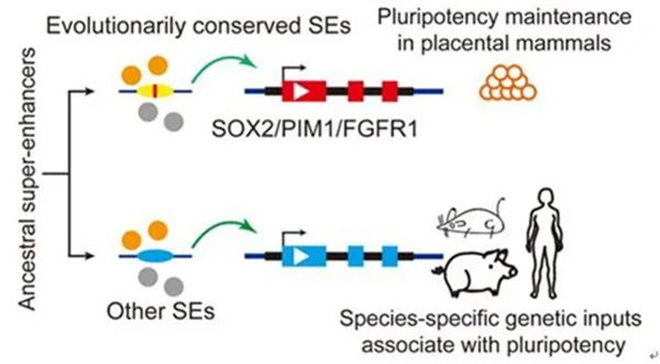 （转载）杨凌农科专家团队破译维持干细胞“多能性”的核心_fororder_微信图片_20220929173030