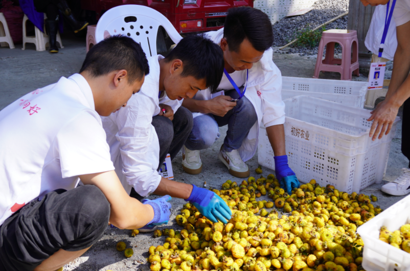 貴州初好：刺梨收購旺 生産加工忙