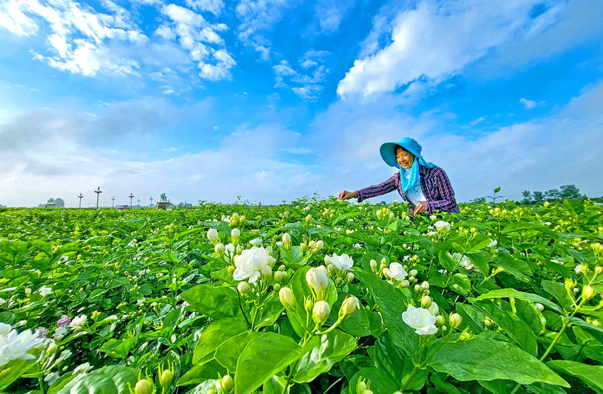 广西横州：一朵花成就一座城