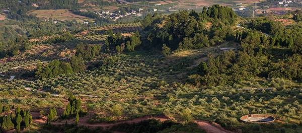 成都金堂县7万余亩油橄榄将迎来丰收季_fororder_油橄榄基地-供图-金堂县委宣传部