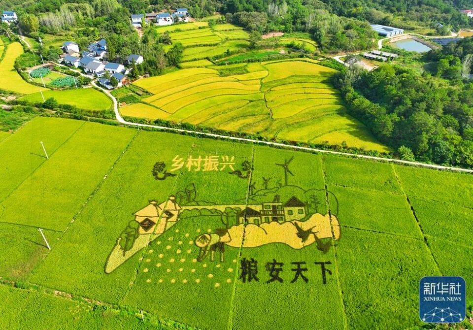 稻田 大地景观图片