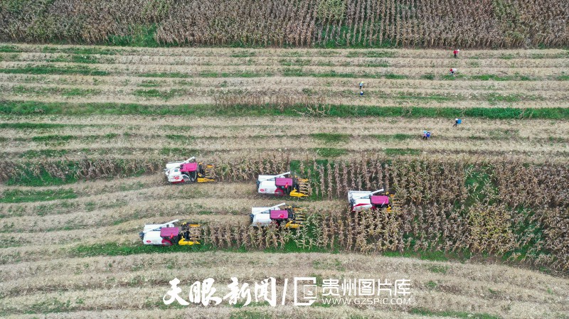 貴州大地五彩“豐”景