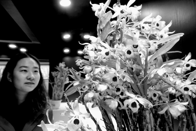 北京植物園蘭花展明天開幕