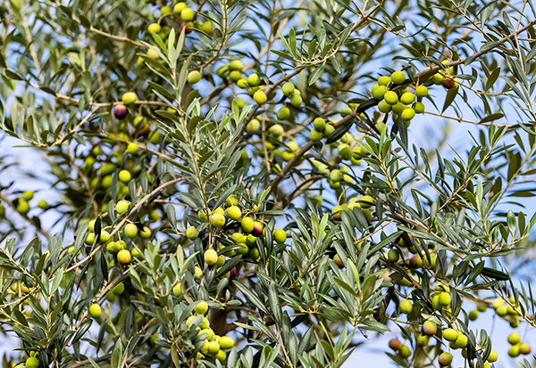 成都金堂县7万余亩油橄榄将迎来丰收季