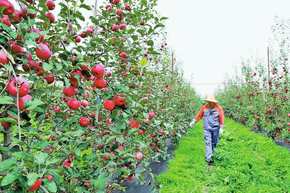 昆明西山：“团结苹果”红了 果农群众乐了_fororder_560