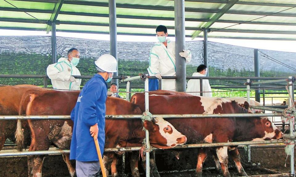 保山腾冲：提高养殖效率 共享发展红利_fororder_ae