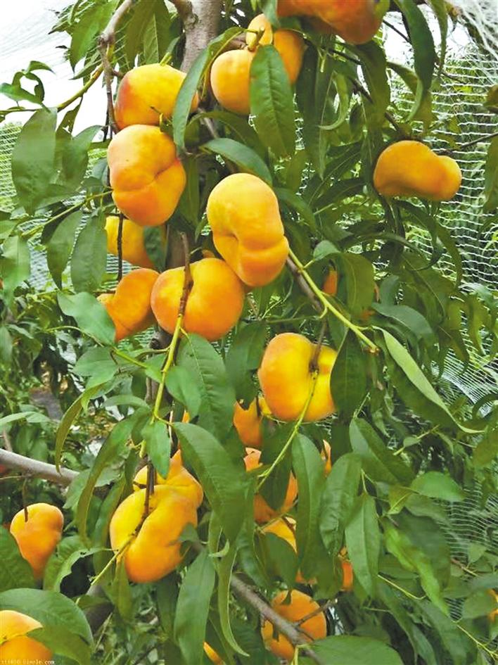 圖片默認標題_fororder_12