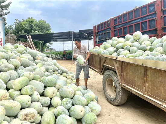 【鄉村振興看河南】開封市通許縣豎崗鎮：冬瓜地裏結出致富“金鑰匙”_fororder_proxy