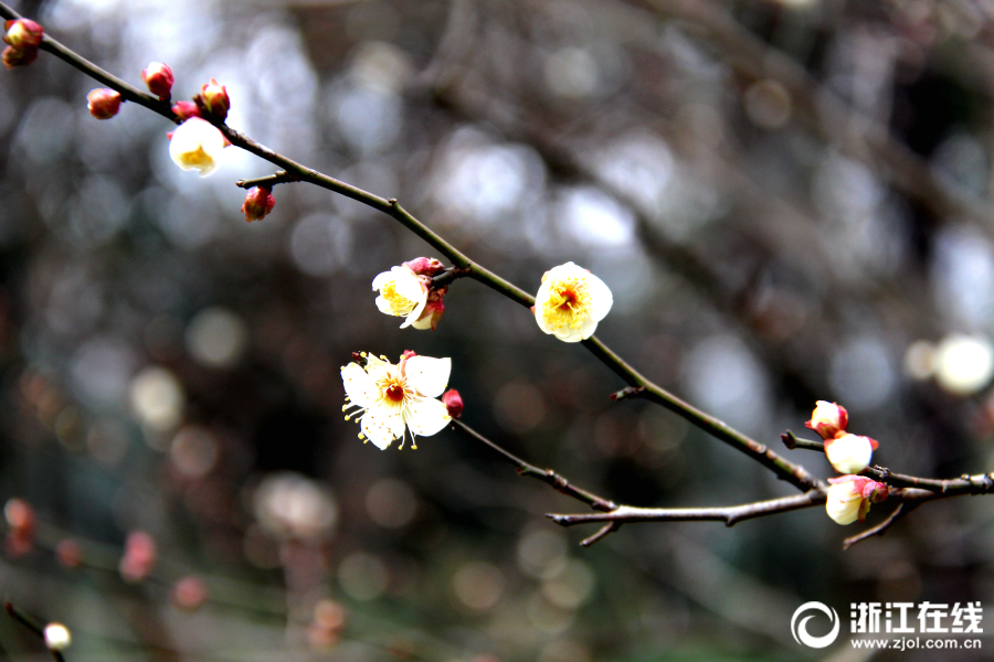 杭州：孤山梅花竞相开放 吸引游客驻足观赏