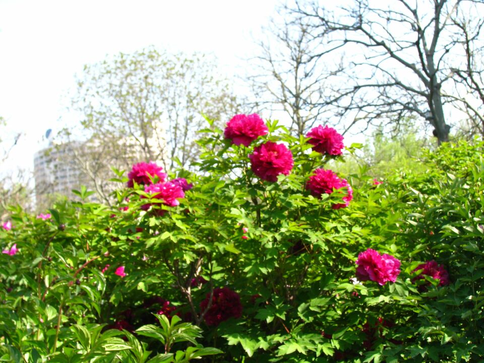 美景山东｜泉城公园：省城济南的“中央公园”