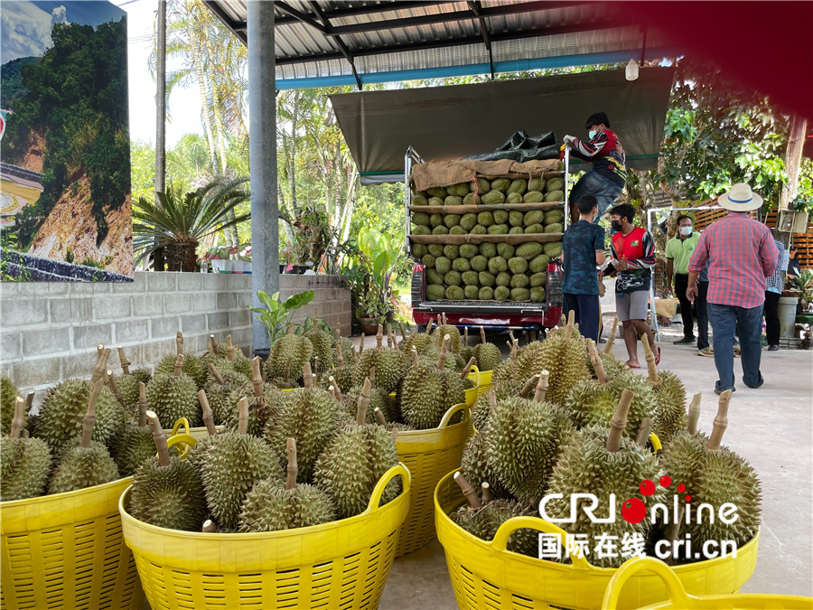 中国强大的购买力令泰国榴莲产业发展壮大 泰国果农获益多_fororder_6