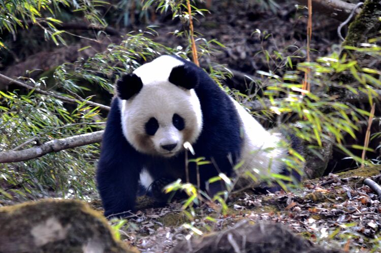 广元：以路为媒 便捷交通串起美丽青川_fororder_大熊猫(国家一级保护动物)，摄于唐家河保护区 ： 摄影：邓建新