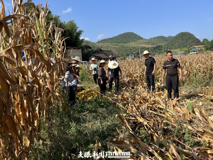 貴州省大力實施糧油單産提升行動