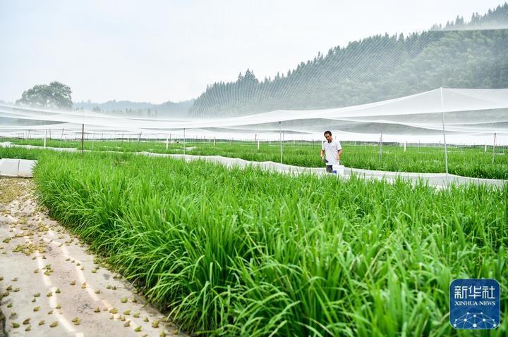 持續做好綠水青山就是金山銀山這篇大文章—— 貴州：綠色發展闖新路