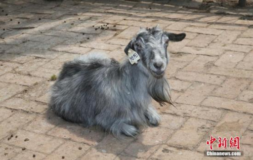 重要里程碑：世界首只克隆羊後代健康活到高齡