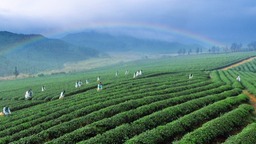 因茶而美、因茶而興 湖北赤壁“茶旅融合”漸入佳境