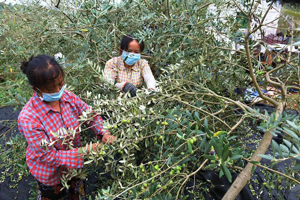 成都金堂县：油橄榄喜丰收 小小果子变身“乡村振兴果”_fororder_村民采摘油橄榄果现场-供图-金堂县委宣传部