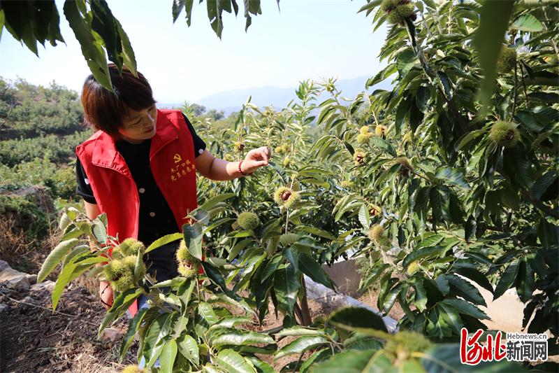 河北遷安：直播帶貨助力農民增收