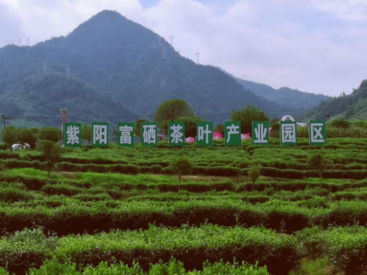 安康紫陽縣：富硒茶藏著致富經