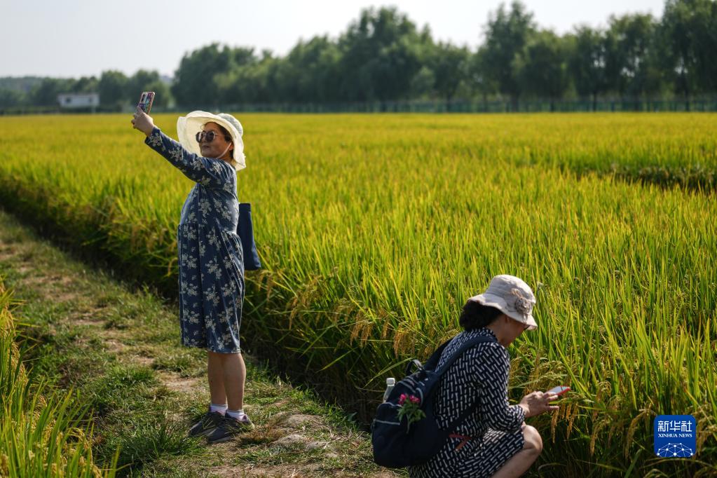 北京丰台百亩稻田即将丰收