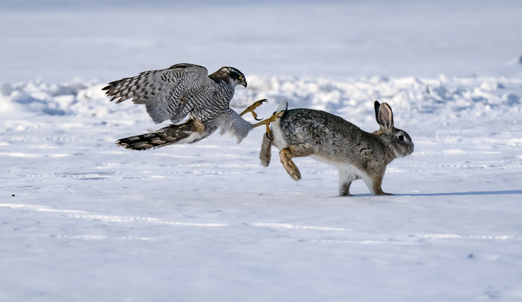 生態瀋陽 | 攝影作品展現瀋陽四季之美(三)_fororder_《哪跑》攝影:崔國彪