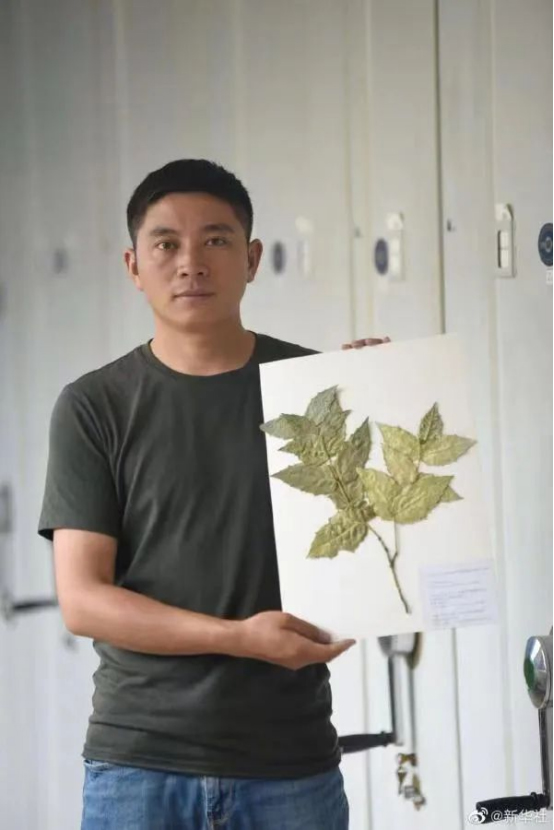 极度濒危植物尖齿卫矛“隐世”百年再现四川_fororder_未标题-1