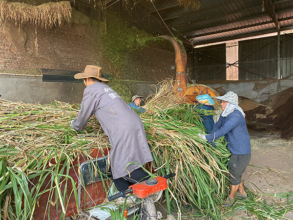 自贡市秸秆综合利用及露天禁烧工作现场会在富顺县召开_fororder_秸秆加工现场
