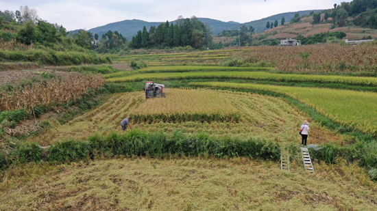 贵州瓮安：16万亩水稻成熟 机械收割确保颗粒归仓_fororder_4