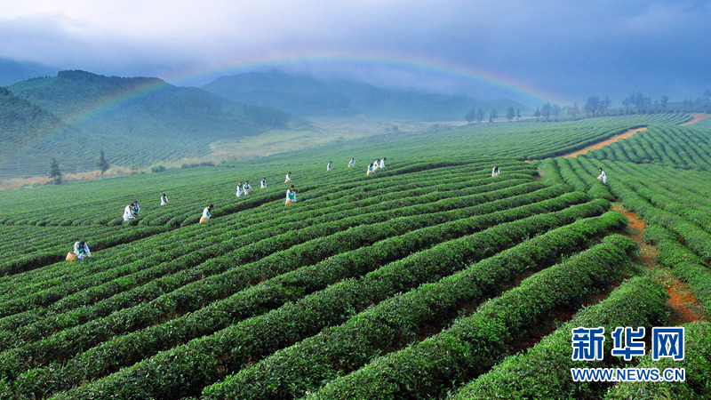 因茶而美、因茶而兴 湖北赤壁“茶旅融合”渐入佳境